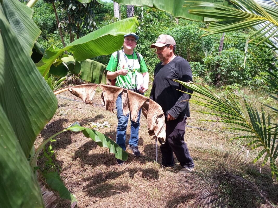 ADS - Governo do Amazonas realiza consultoria agrícola para produtores rurais participantes das feiras da ADS - FOTO Divulgação ADS
