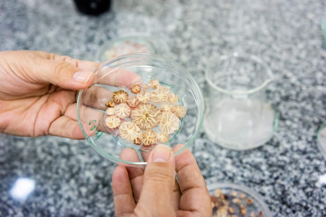 FAPEAM - FOTO - Dra.- Maria Geralda de Souza - EMBRAPA_-104 (2)