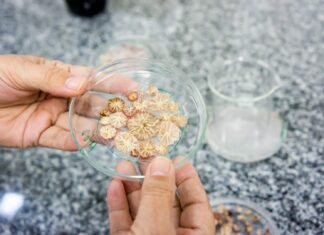 Pesquisa analisa método para combater praga em cupuaçuzeiro