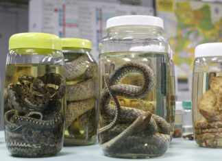 Saúde alerta para prevenção de acidentes por animais peçonhentos