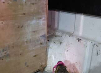 Polícia Militar do Amazonas captura e resgata dois animais silvestres