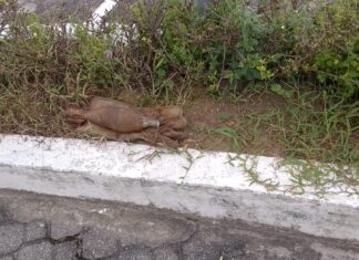 Polícia Militar do Amazonas desmantela artefato explosivo deixado em calçada de unidade policial