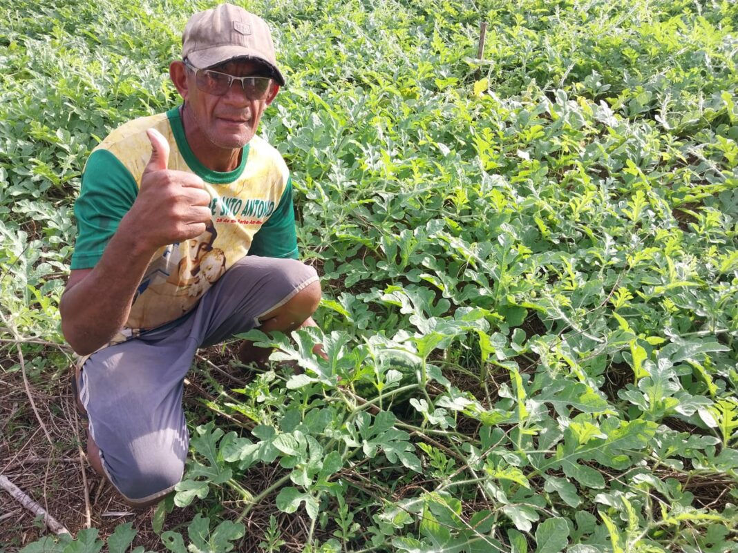 Idam_Visitas técnicas a plantios de melancia em Borba_Fotos Divulgação (3)