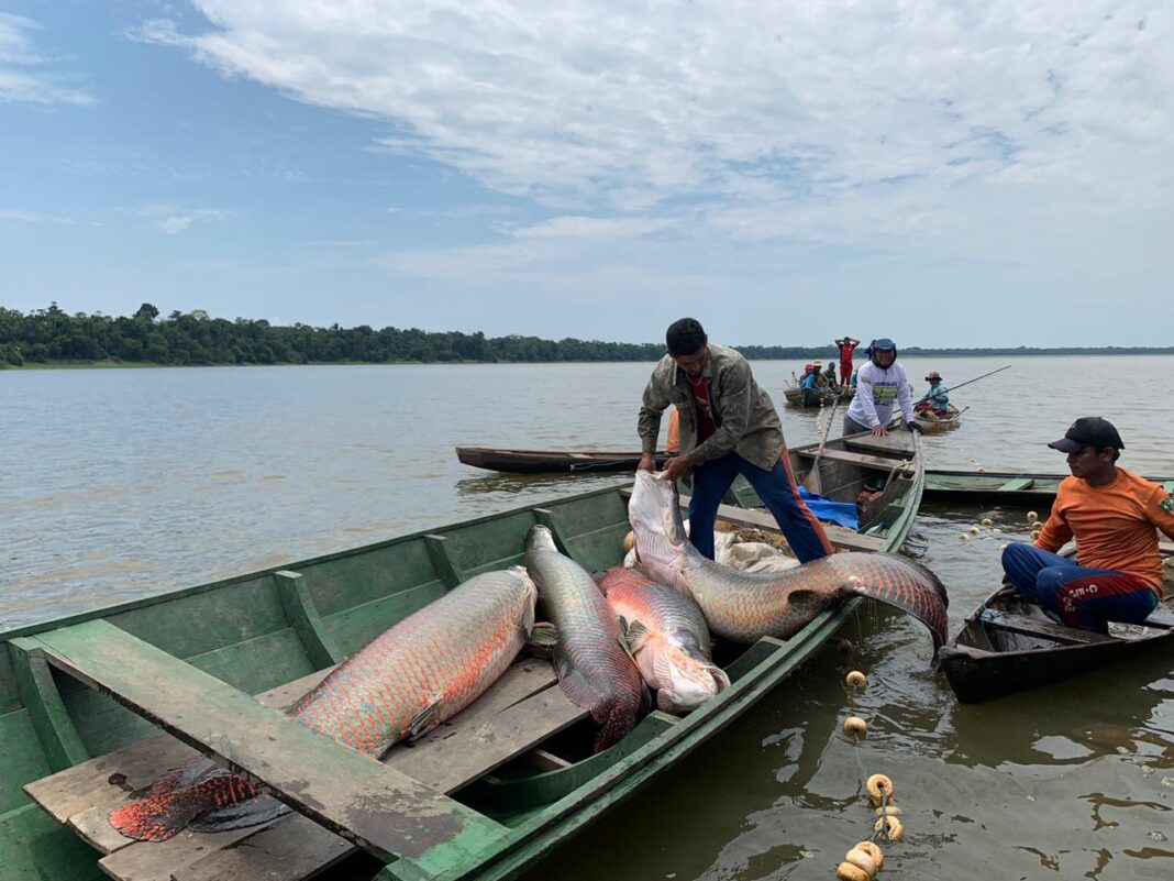 Pesca RDS Mamirauá_ foto Larissa França