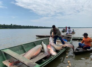 Município de Juruá ganha novo acordo de pesca com benefício para mais de 450 pescadores