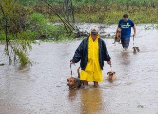 Solidariedade: Grupo Nilton Lins lança campanha para ajudar animais afetados pela enchente no RS