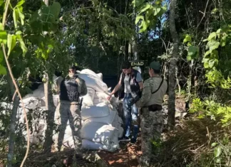 Polícia paraguaia desfaz entreposto com dois hectares de maconha