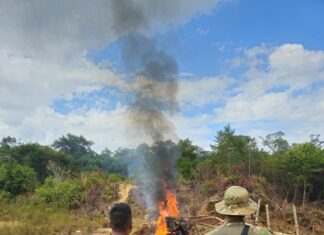 Polícia combate crimes ambientais na Terra Indígena Roosevelt e no Parque Aripuanã