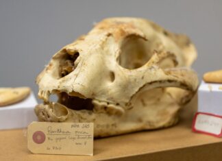 Polícia Federal coordena Oficina IMPACTAS em Manaus contra o Tráfico de Animais Silvestres