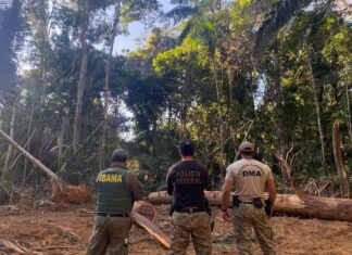 PF e Ibama combatem delitos ambientais na Terra Indígena 7 de setembro