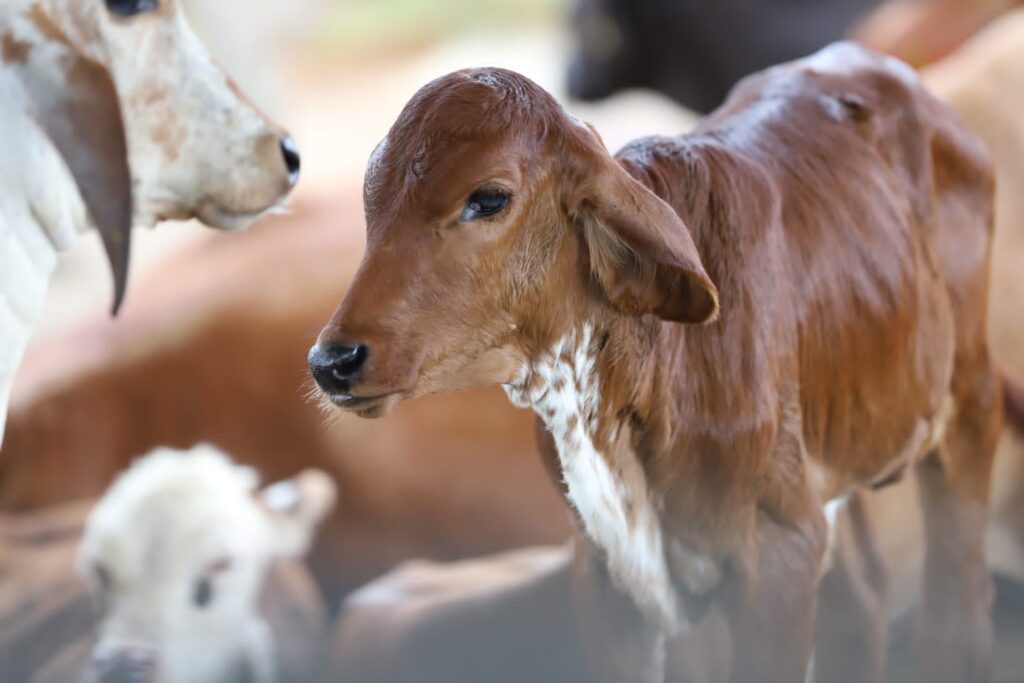 Foto: Divulgação / Adaf