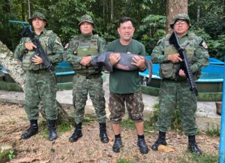 Polícia Militar do Amazonas realiza transporte de peixe-boi encontrado em Silves
