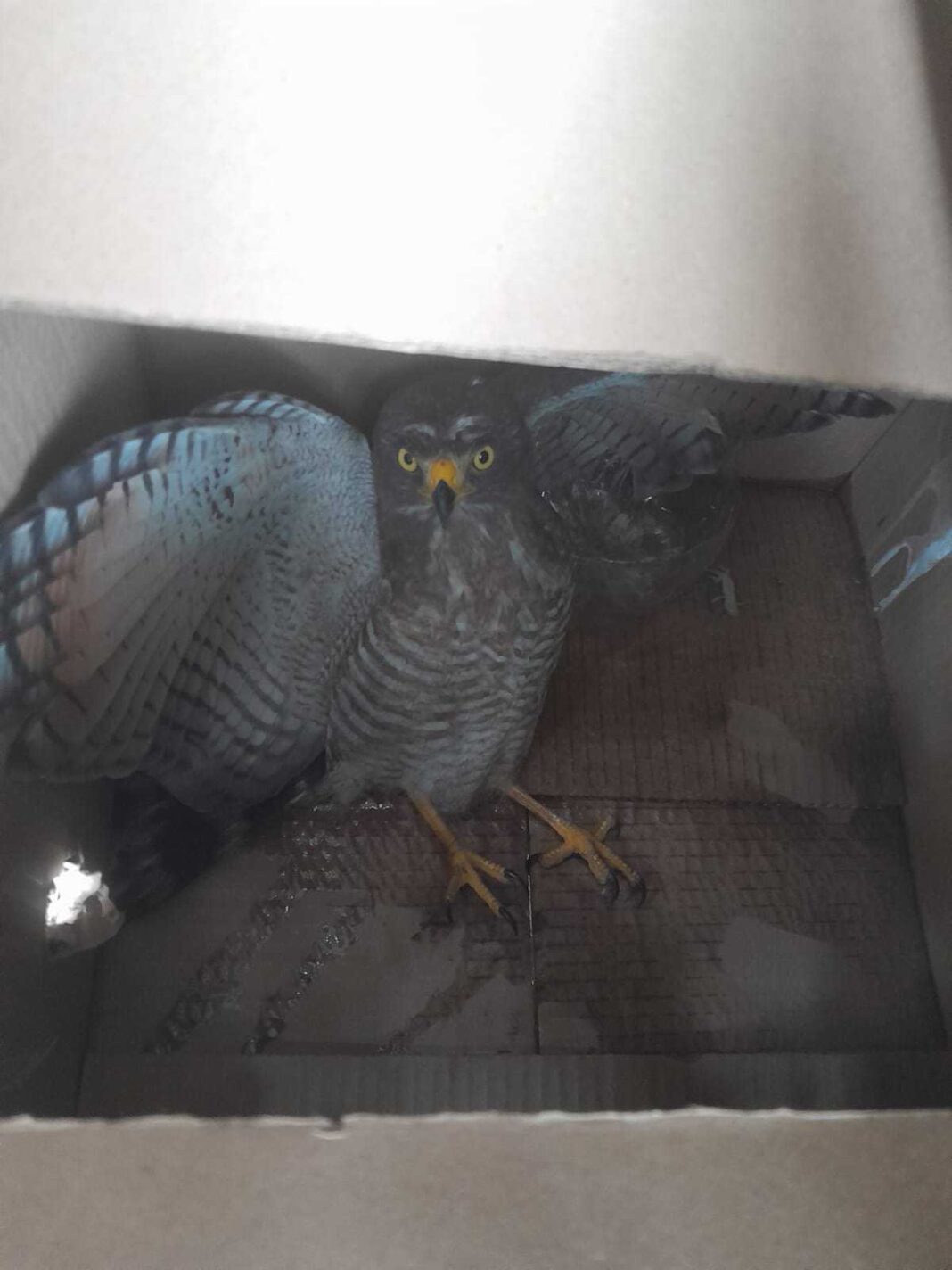 PMAM_BPAMB_RESGATA_GAVIÃO_FOTO_DIVULGAÇÃO_PMAM