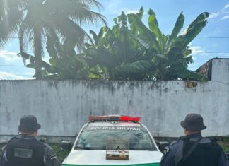Polícia Militar do Amazonas prende homem por posse de animal silvestre