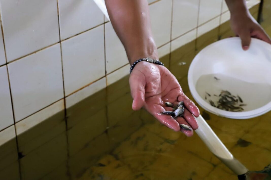 Sepror Alevinos Balbina _foto_Isaac_Maia 5