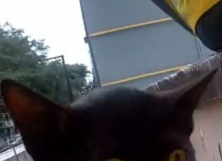 Miado de gato impede sono de vizinha e polícia é acionada