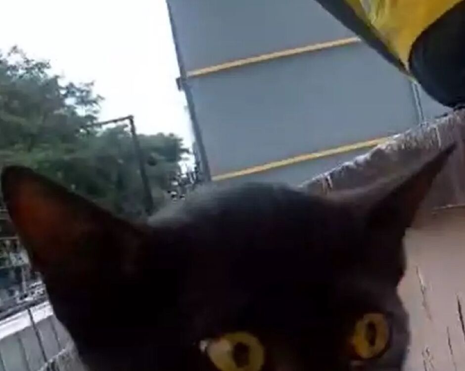 gato-miado-nd-mais-arquivo-ilustrativa