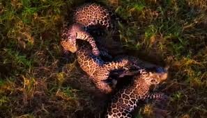 Vídeo: Onça pintada e três filhotes são filmados em momento fofo nesta terça-feira (18), em fazenda do Pantanal