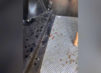 Homem é preso por abusar de cadela