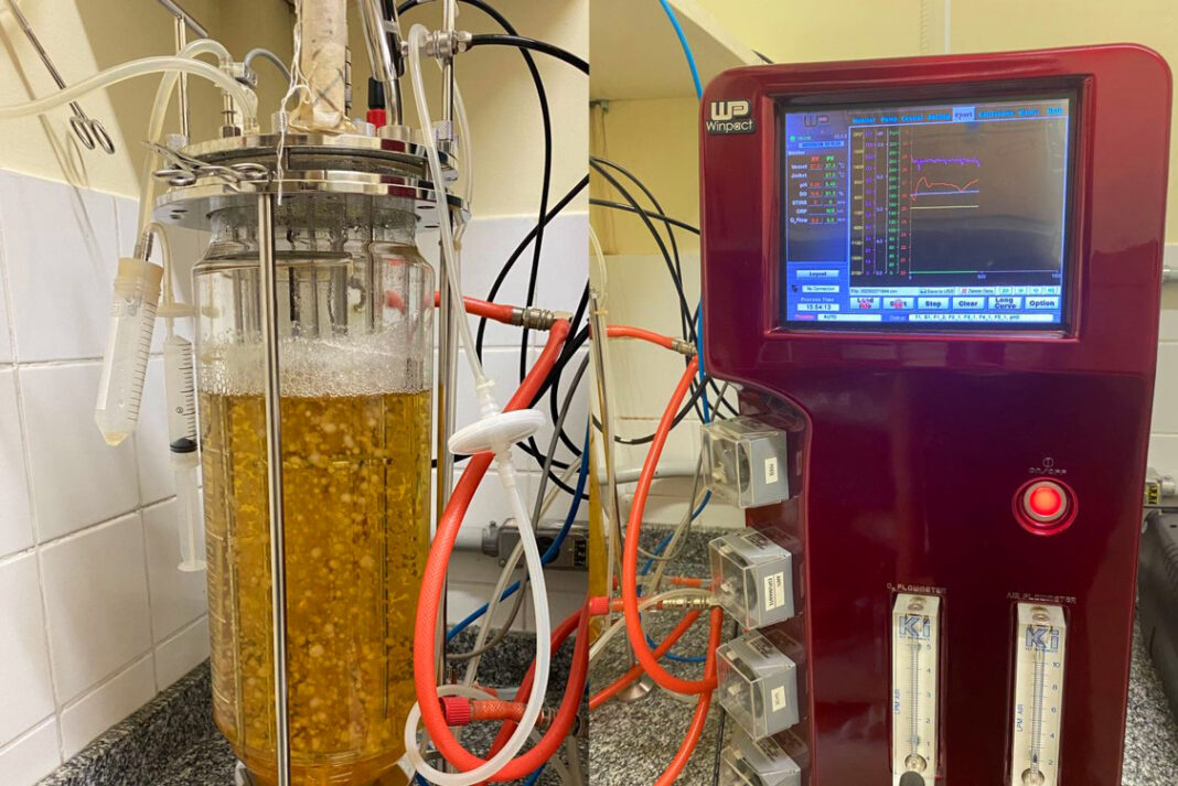 Foto: Divulgação / Pesquisadora Ceci Sales Gama Campos