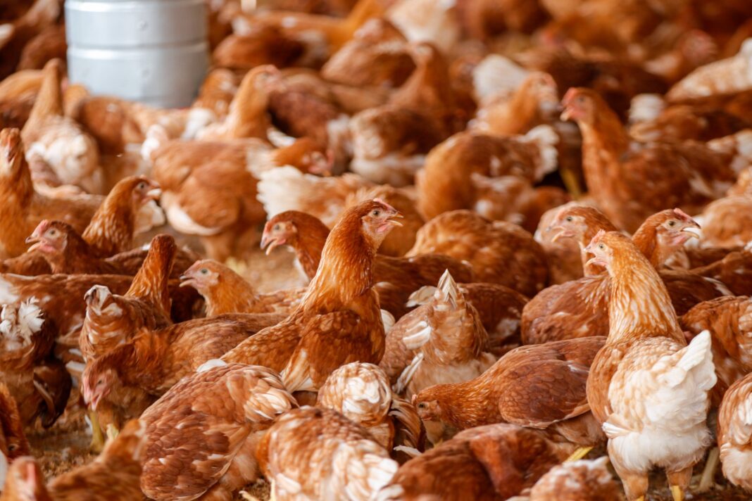 Foto: Divulgação / Idam