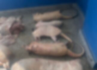 Polícia Civil do Amazonas prende homem por comercializar carne de caça de animais silvestres em Manaus
