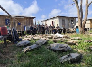 PC-AM, PMAM e órgãos ambientais apreendem e devolvem 400 quelônios e tartarugas ao habitat natural