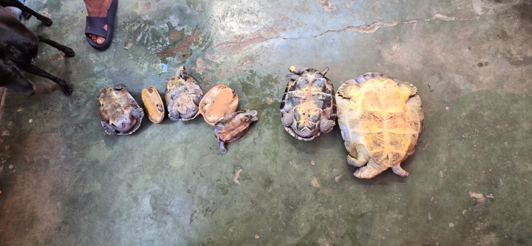 PMAM_BPAMB_QUELONEOS_FOT002-DIVULGAÇÃO_PMAM (1)