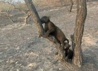 Filhotes de onça-pintada são encontrados carbonizados em fazenda no Pantanal
