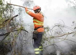 Queimadas no Pantanal em 2024 já superam o dobro do pior ano da história