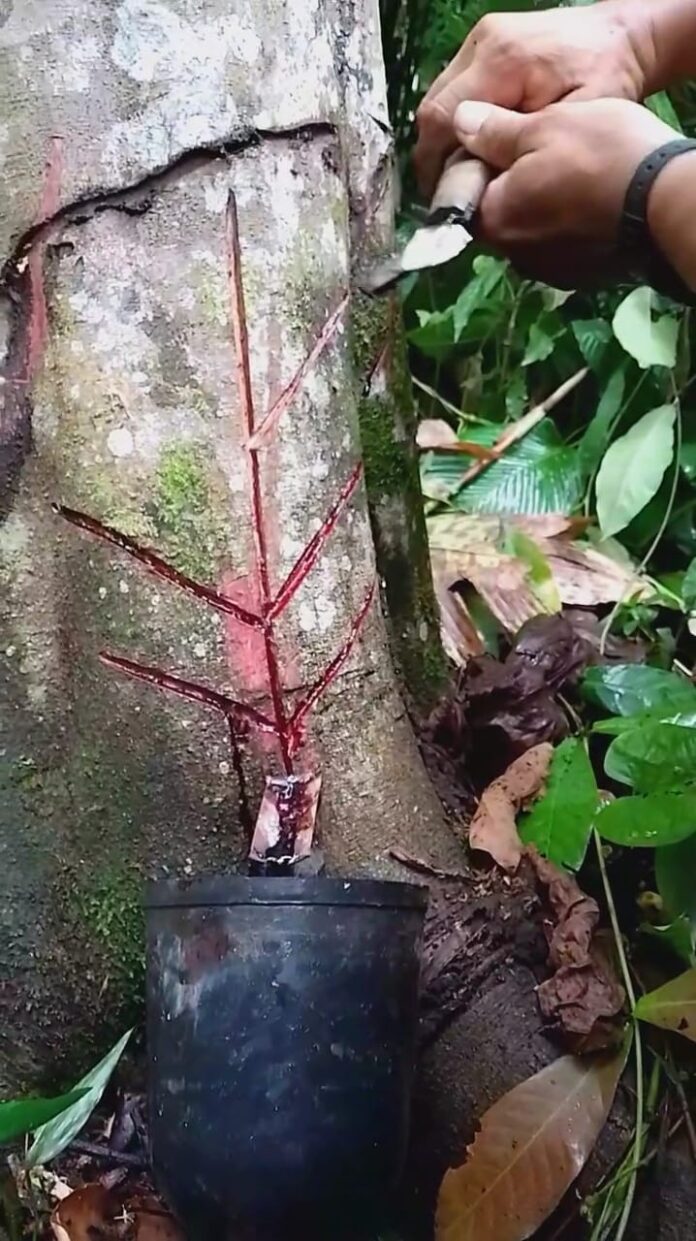 Foto: Divulgação / Idam