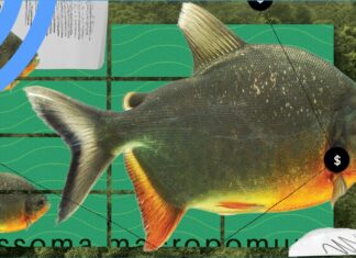 O início do fim: novo estudo alerta sobre o declínio do cultivo de peixes na Amazônia
