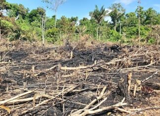 Polícia Civil do Amazonas intensifica combate a crimes ambientais e apresenta balanço positivo no primeiro semestre deste ano