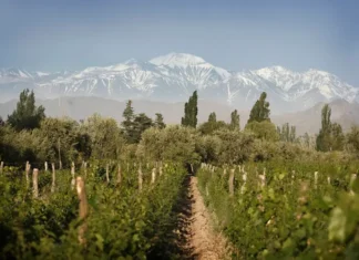 Conheça a marca argentina de vinhos mais vendida no mundo pelo quarto ano consecutivo