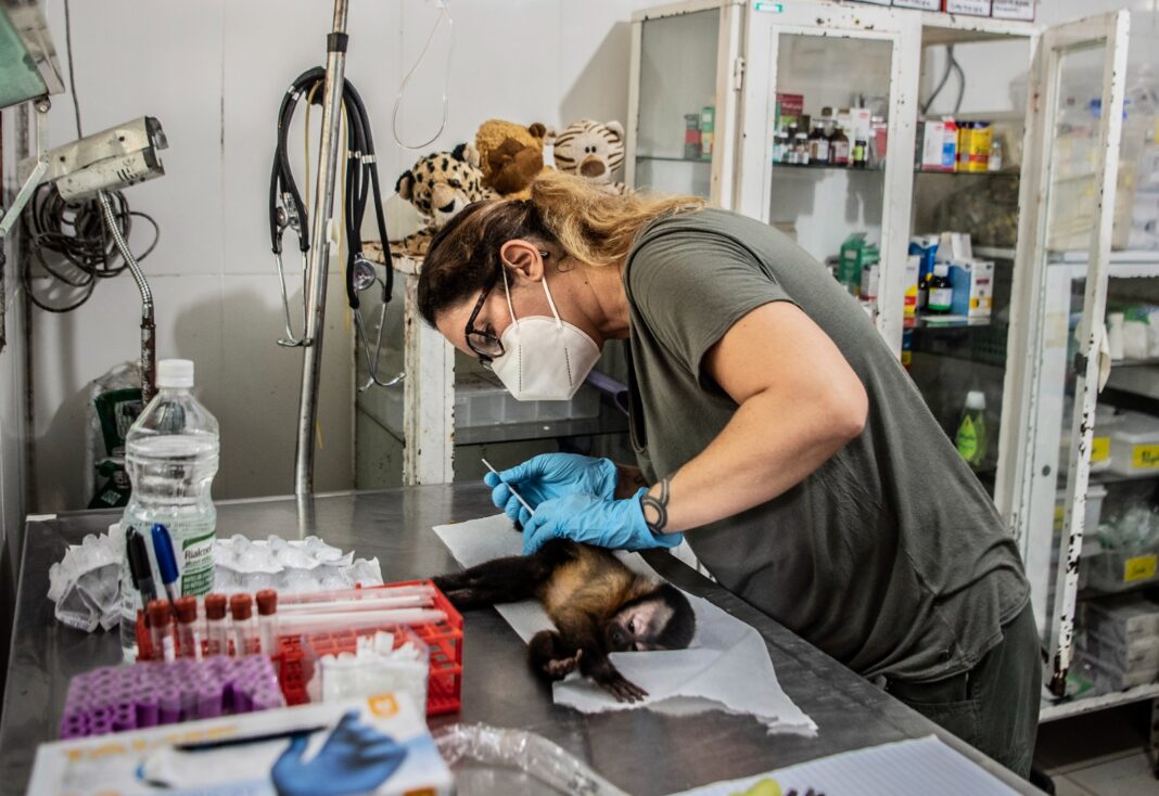 FAPEAM_ SAUIM_ FOTO_ ACERVO ALESSANDRA NAVA