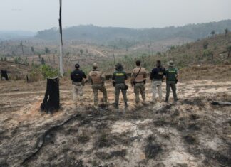 PF, PRF e IBAMA deflagram a Operação Atmosfera contra o desmatamento no AM