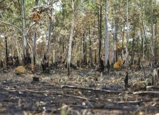 PF cumpre mandado judicial contra suspeito de atear fogo a APA
