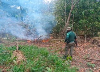 Homem é preso por provocar incêndio em área de mata em Humaitá