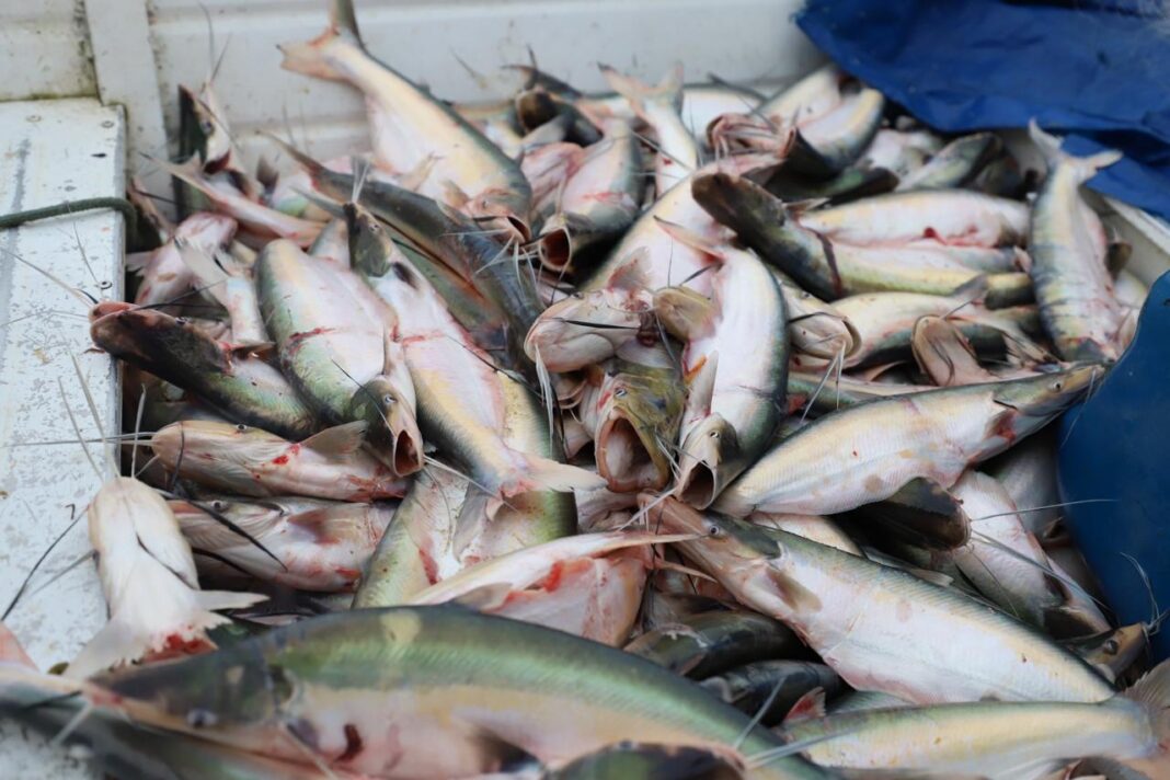 Sepror_período de defeso no Amazonas_fotos_sepror divulgação (1)