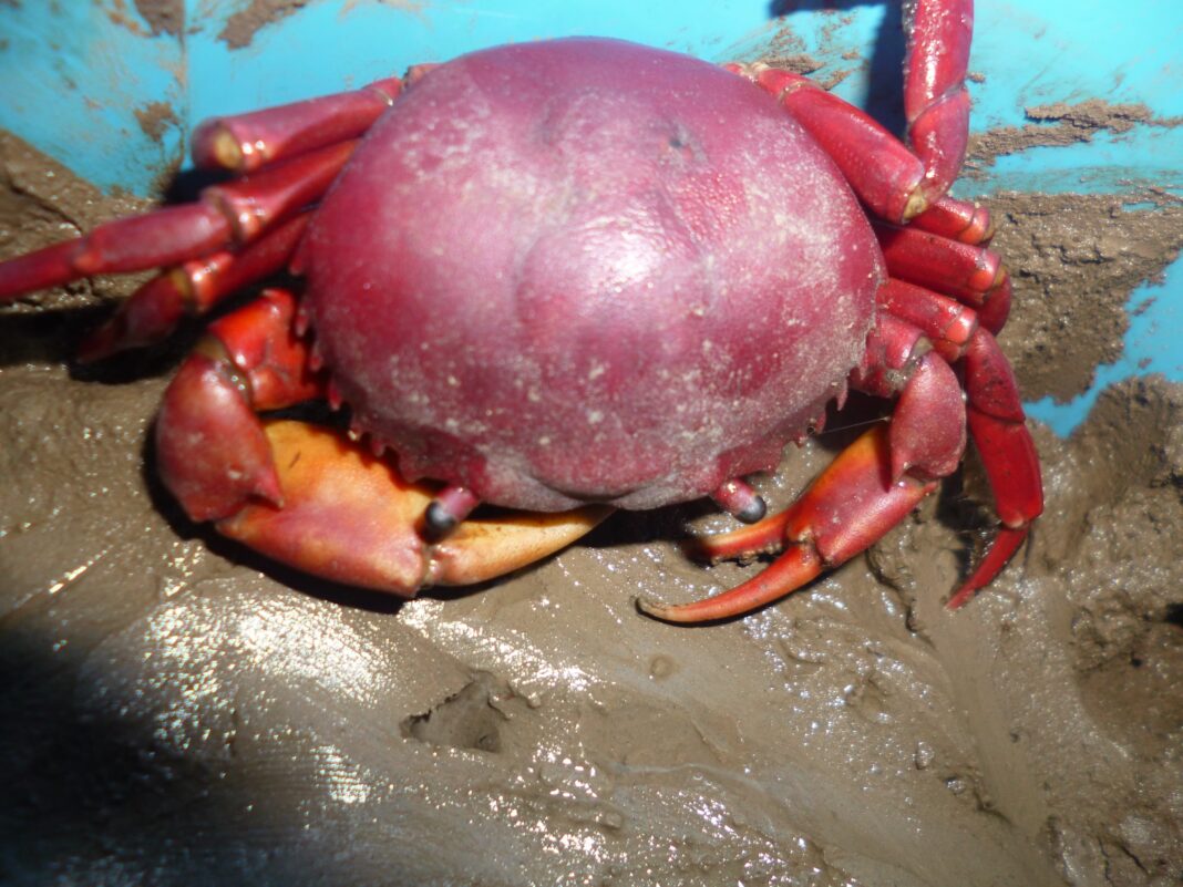 Fapeam-microplasticos-em-caranguejo-vermelho-Foto-Gustavo-Yomar-Hattori-2.jpeg