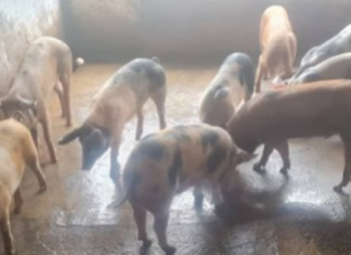 Traficantes e milicianos servem cadáveres da guerra para porcos