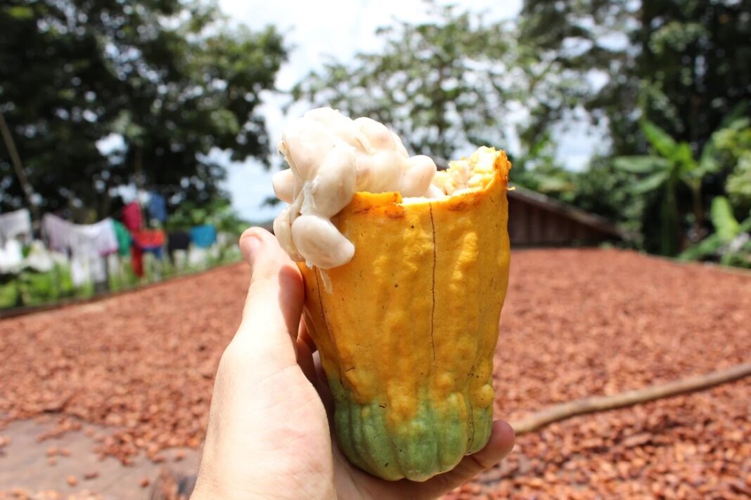 Foto: Divulgação / Acervo da Na’kau Chocolate Amazônico