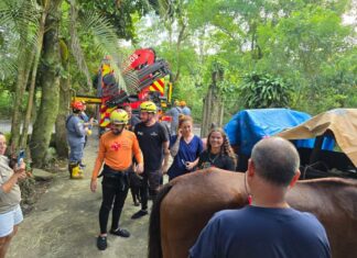 Defesa Civil de SP participa de resgate de cavalo preso em laje, veja o vídeo