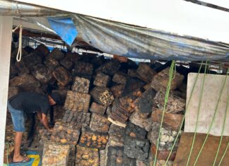 Safra de 2024 da borracha no Amazonas gera 160 toneladas e R$ 2,2 milhões para seringueiros e associações comunitárias