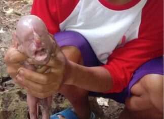 Leitão nasce com ‘rosto humano’; ‘Parecia uma criança chorando’, diz agricultor