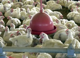 China, UE e Argentina suspendem compras de carne de frango do Brasil