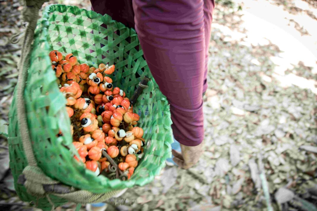 Cultura_Exposição A Rota do Guaraná de Maués_Foto_AlineFidelix-159