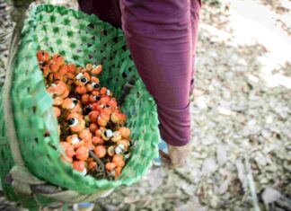 Exposição fotográfica retrata a Rota do Guaraná de Maués