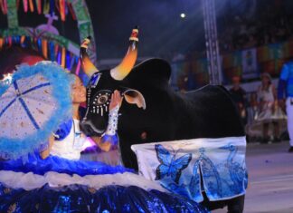 58° Festival Folclórico: espetáculo de cores na disputa dos bois mirins