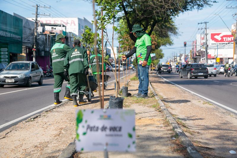 Prefeitura de Manaus tem marco histórico na arborização e apresenta avanços da gestão 2